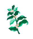 Coffee Plant Illustration